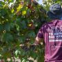 Una vendemmia sartoriale
