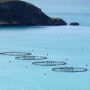 Il pesce allevato è sostenibile?