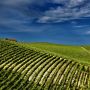 Una bella vendemmia non nasconde i problemi