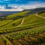 Come sarà il vino del Nord Europa
