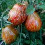 Il pomodoro ritrovato