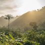 Meno foreste meno cibo, meno medicine, meno biodiversità