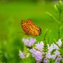 22 maggio Giornata Mondiale della Biodiversità