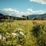 Coltivare tra i pannelli fotovoltaici