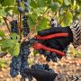 La vendemmia è buona ma deve crescere il valore