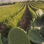 Al via una vendemmia che durerà 90 giorni