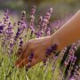 Immergersi, letteralmente, nella lavanda