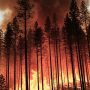 L'agricoltura come antidoto agli incendi