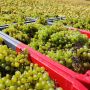 La vendemmia da nord a sud com’è andata
