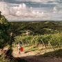 Vendemmia anticipata, la nuova normalità del vino italiano?
