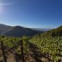 Mai una vendemmia così precoce ma la biodinamica aiuta