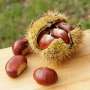 Quante castagne!